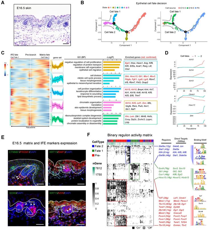 Theranostics Image