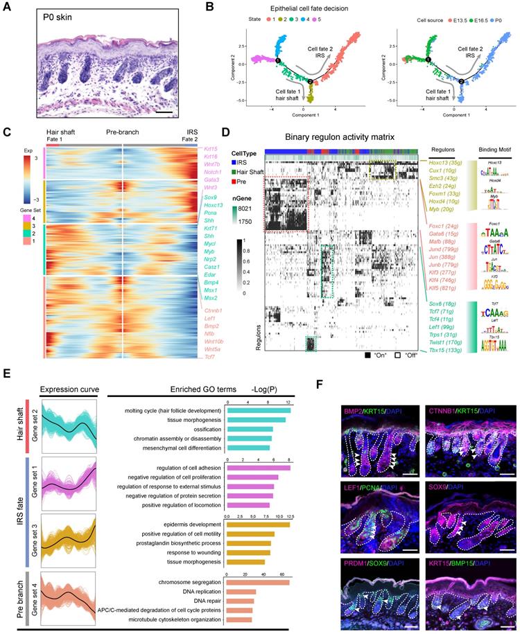 Theranostics Image