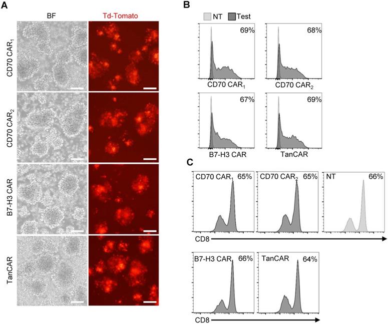 Theranostics Image