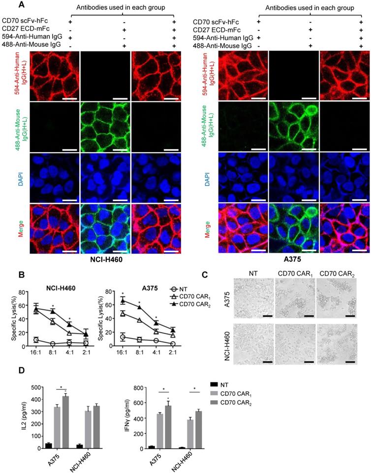 Theranostics Image