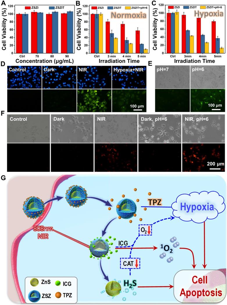 Theranostics Image