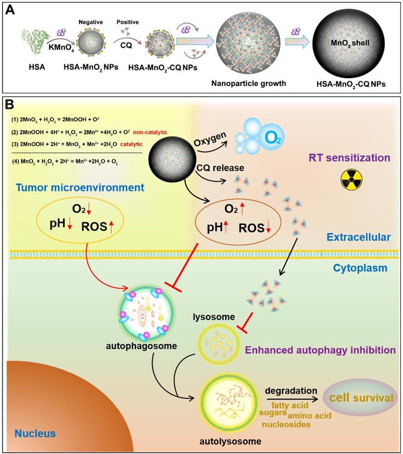 Theranostics Image