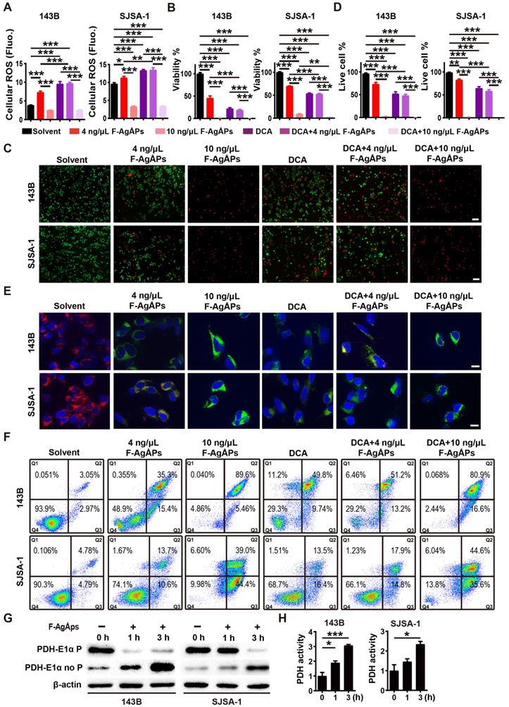 Theranostics Image