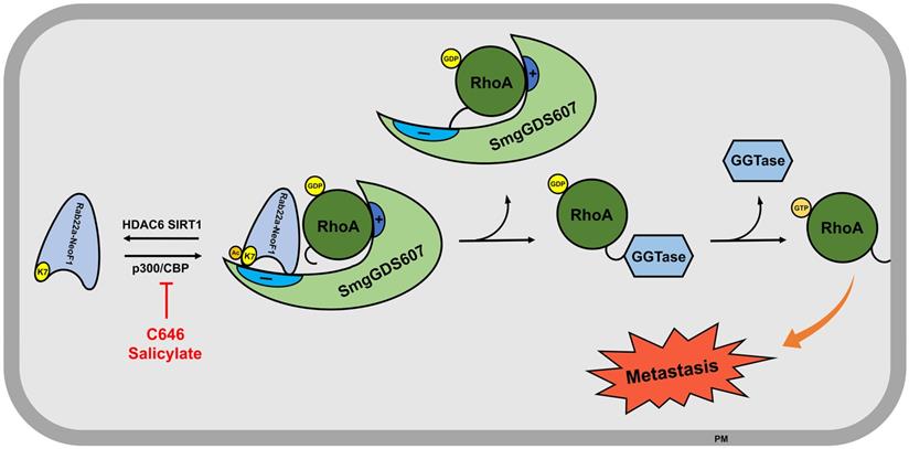 Theranostics Image