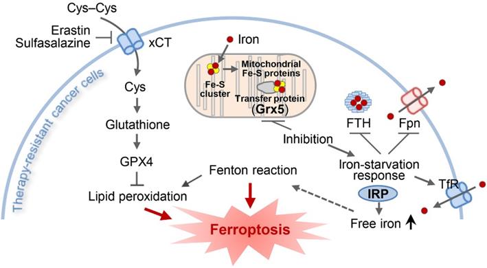 Theranostics Image