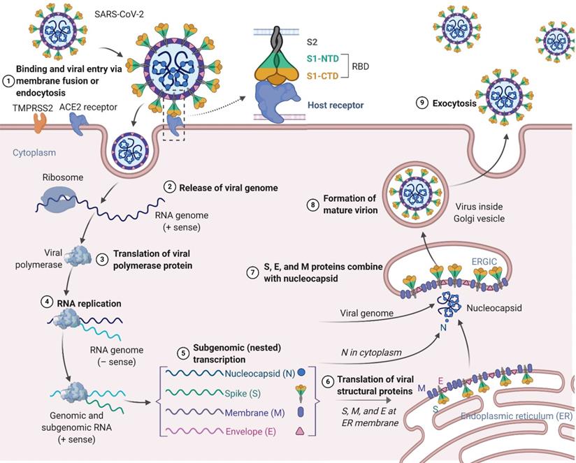 Theranostics Image