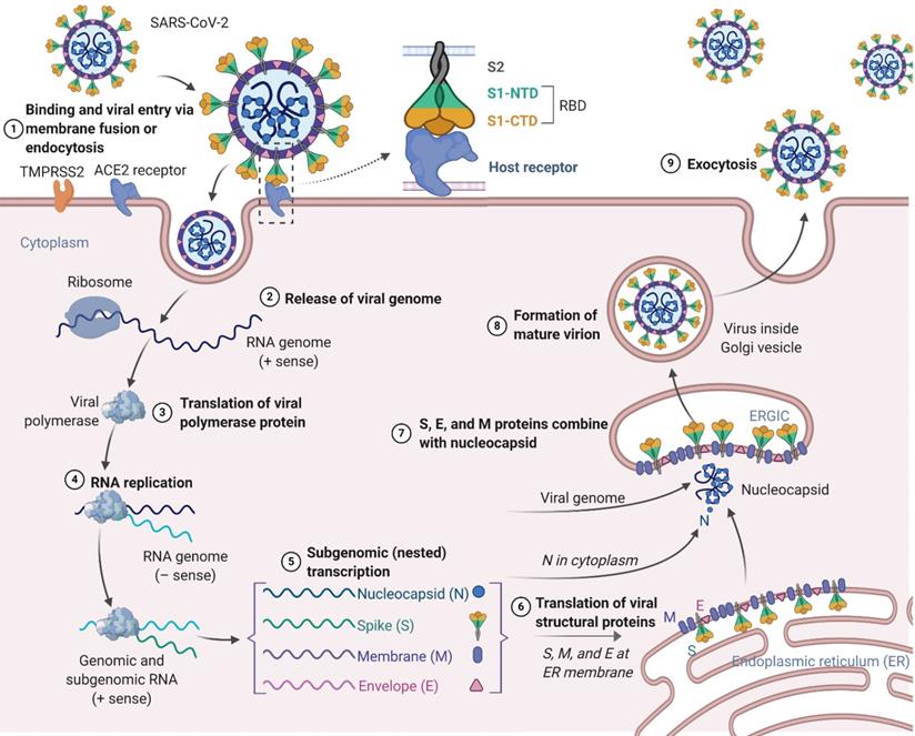 Живые вакцины коронавирус. Схема действия вакцины. Вакцина против SARS-cov-2. Механизм действия вакцин. Вакцины на основе матричной РНК.