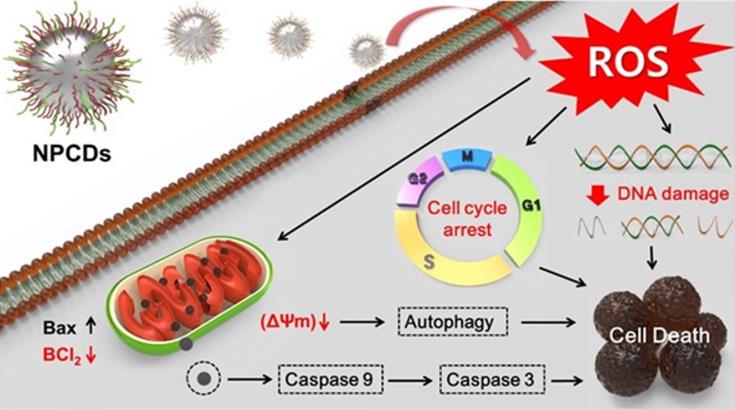 Theranostics Image