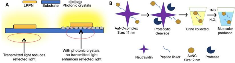 Theranostics Image