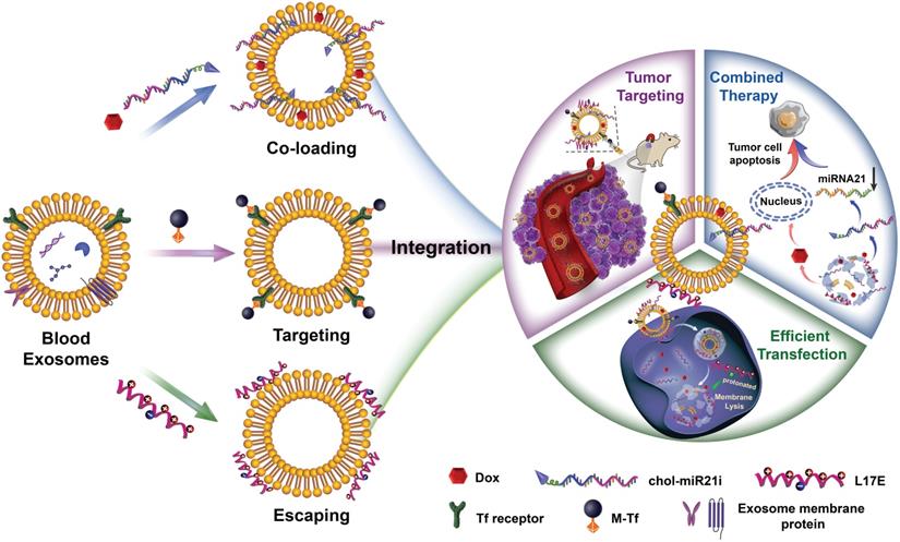 Theranostics Image