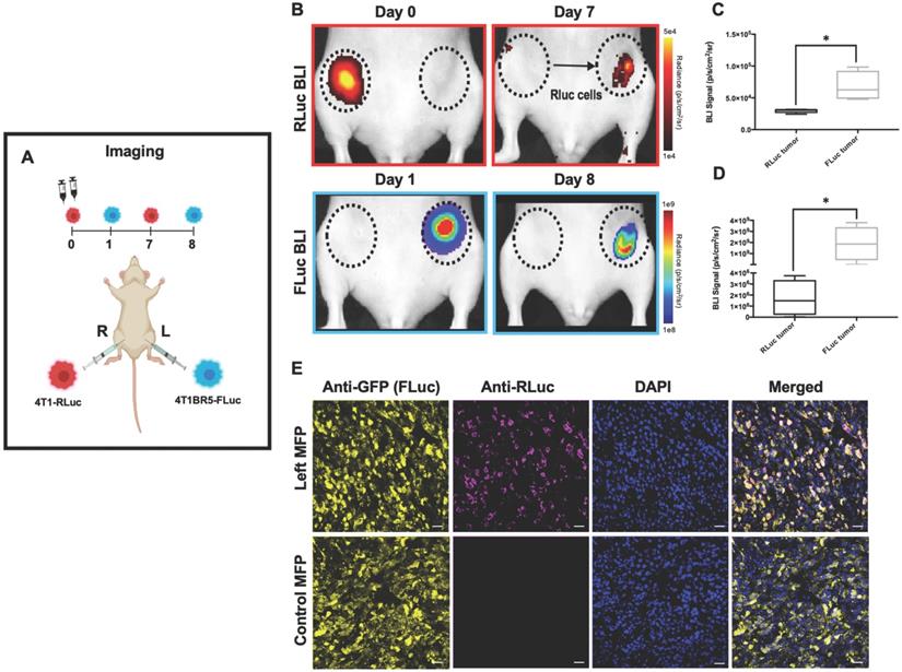 Theranostics Image