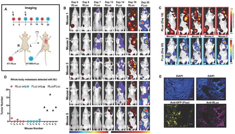 Theranostics Image