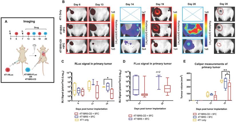 Theranostics Image