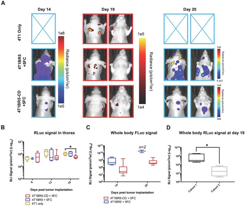 Theranostics Image