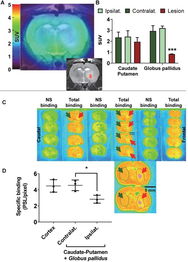 Theranostics Image