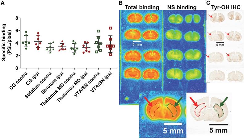 Theranostics Image