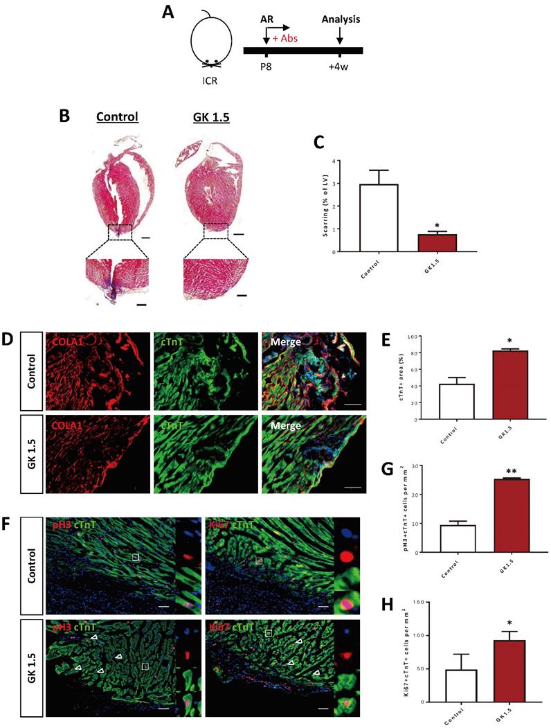 Theranostics Image