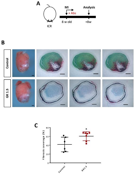 Theranostics Image