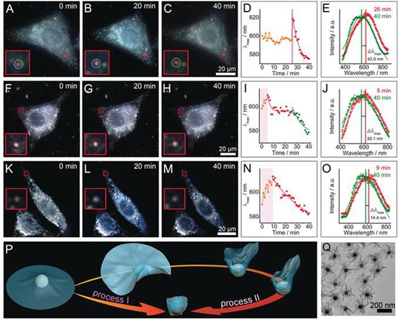 Theranostics Image