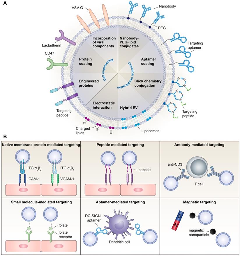 Theranostics Image