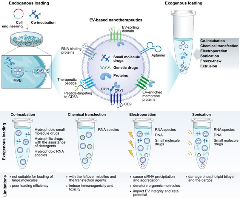 Theranostics Image