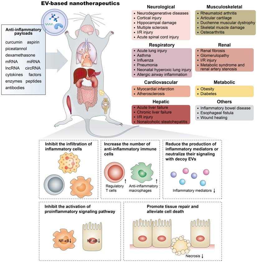 Theranostics Image