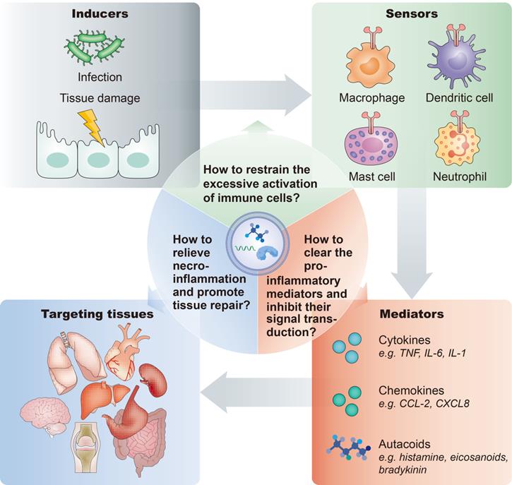 Theranostics Image