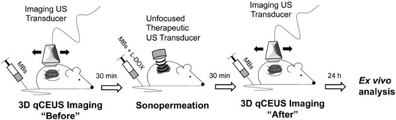 Theranostics Image