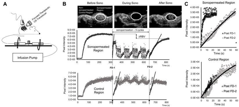 Theranostics Image