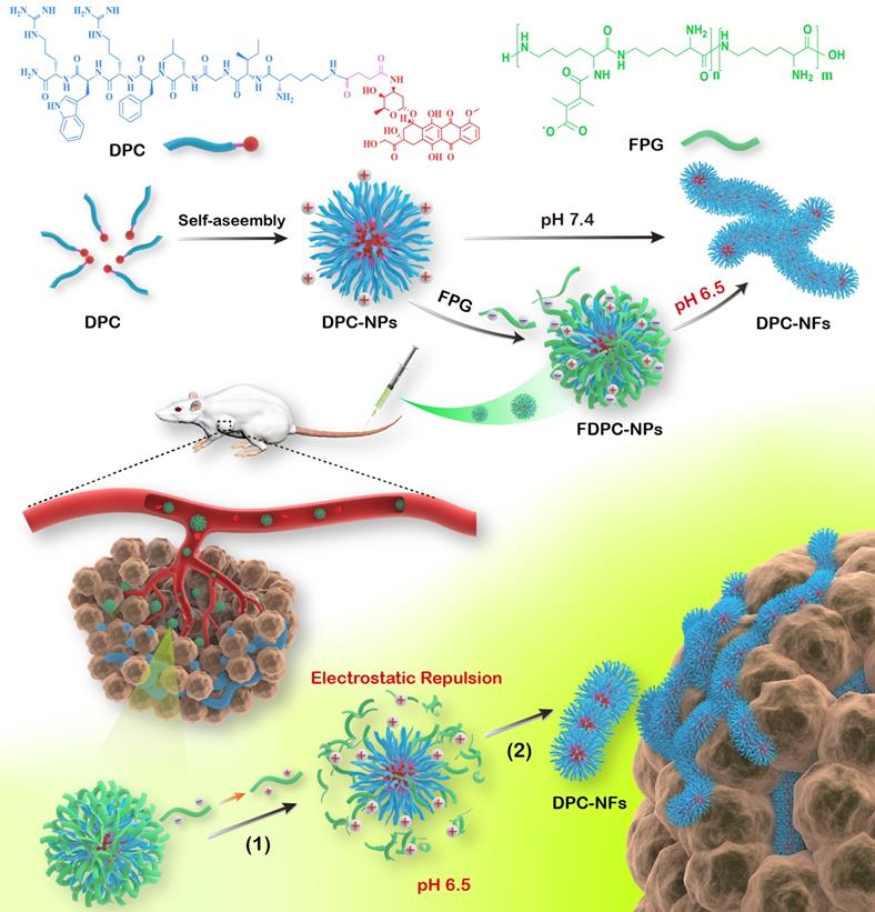 Theranostics Image