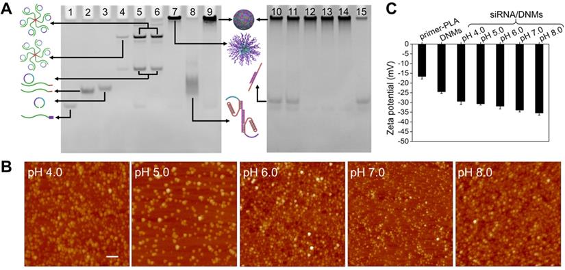 Theranostics Image