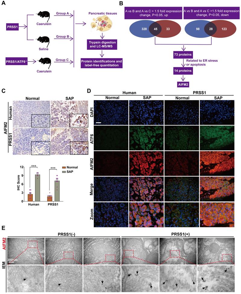 Theranostics Image