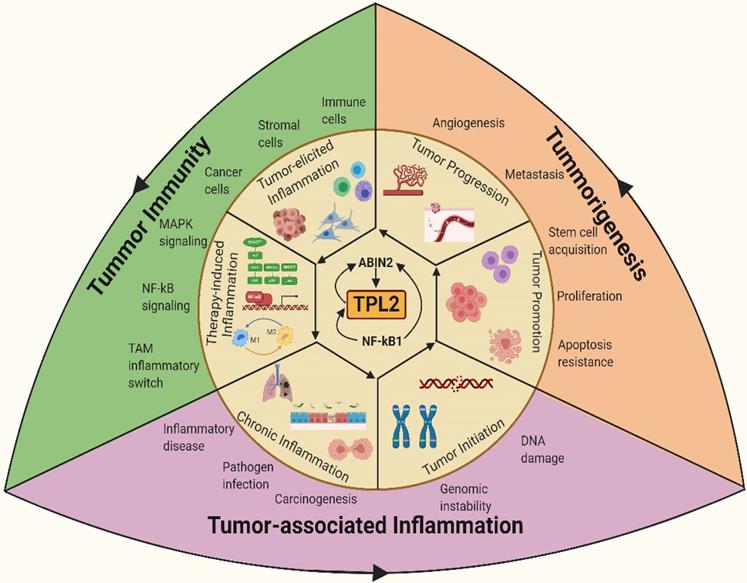 Theranostics Image