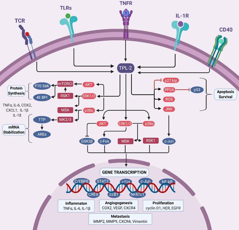 Theranostics Image