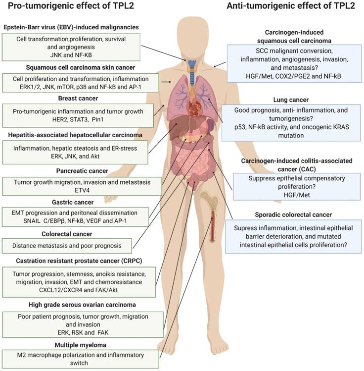 Theranostics Image