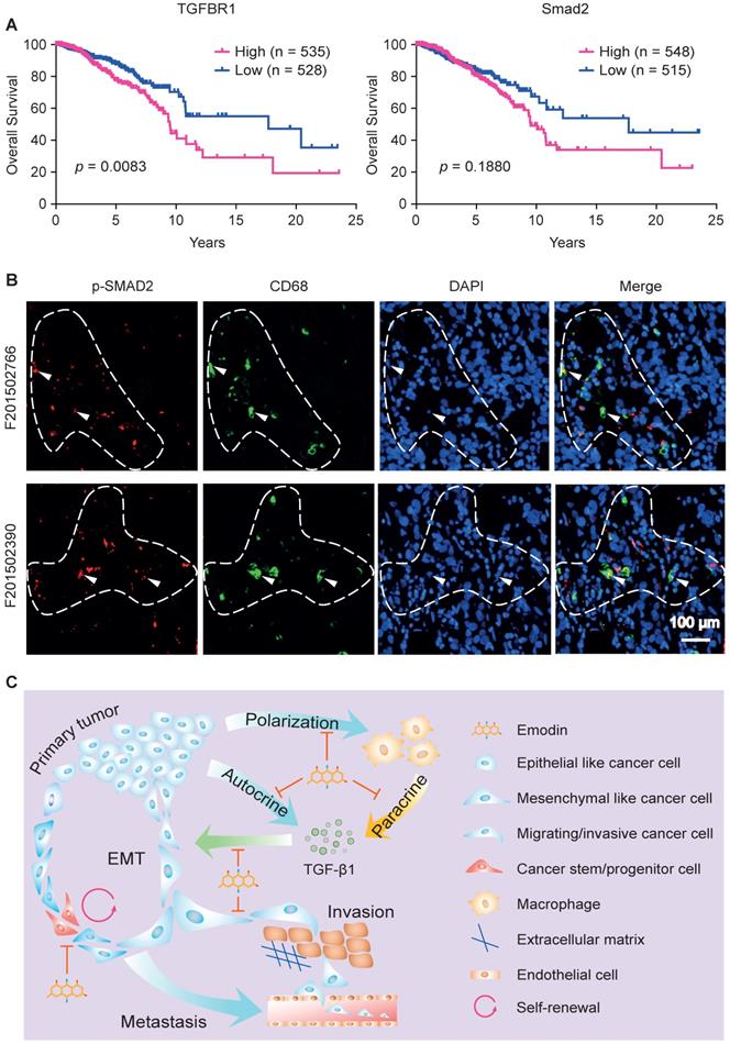 Theranostics Image