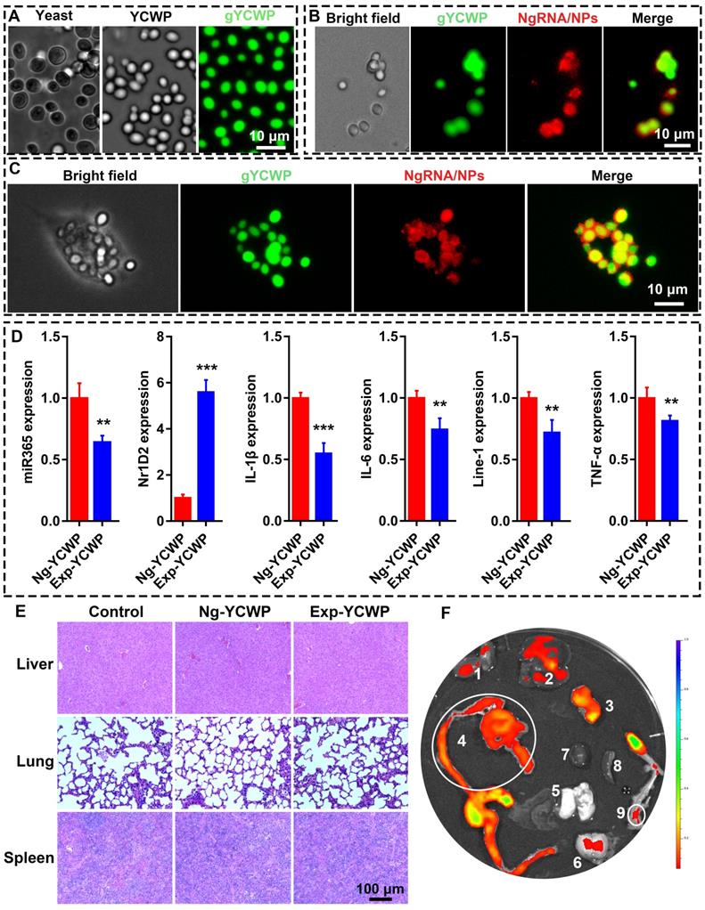 Theranostics Image