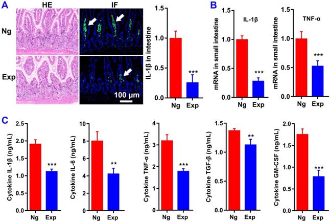 Theranostics Image