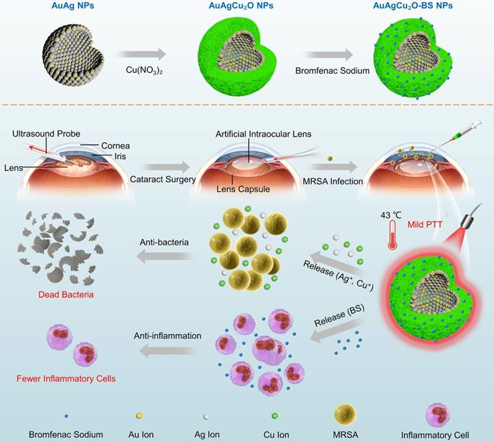 Theranostics Image