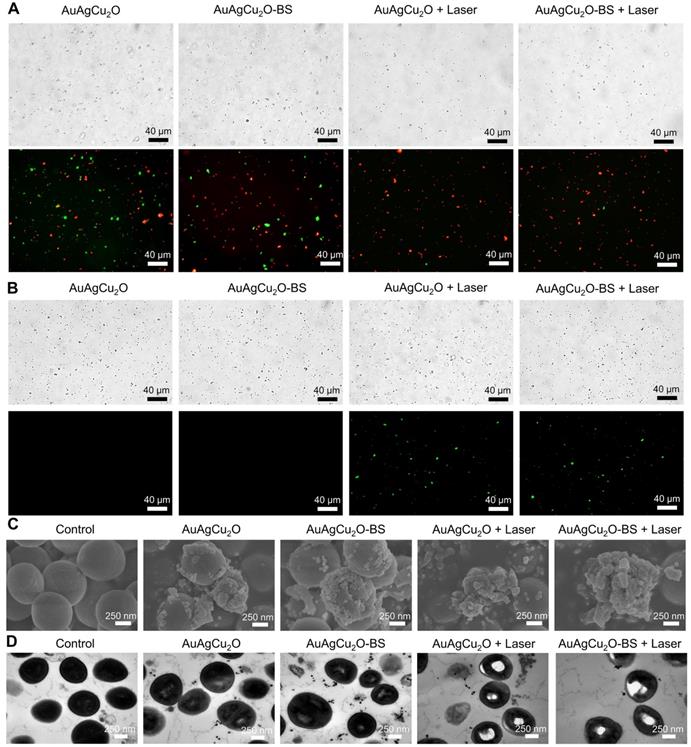 Theranostics Image