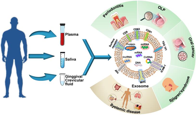 Theranostics Image