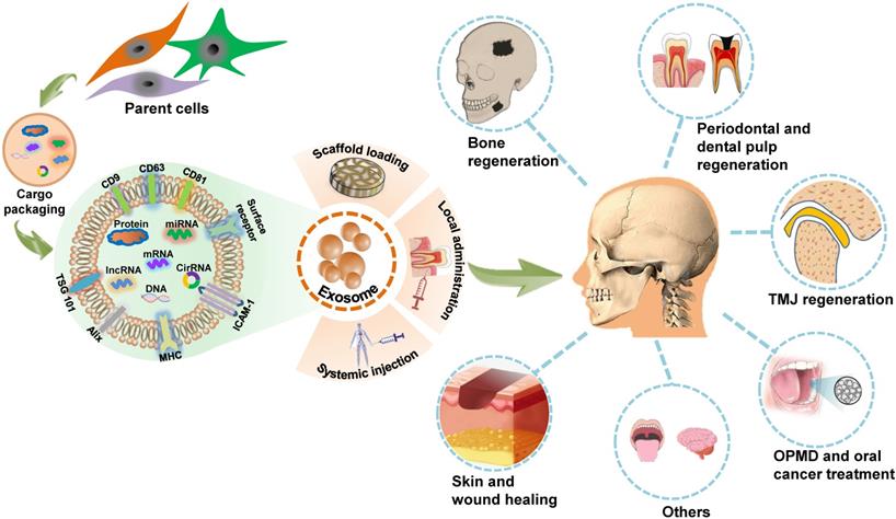 Theranostics Image