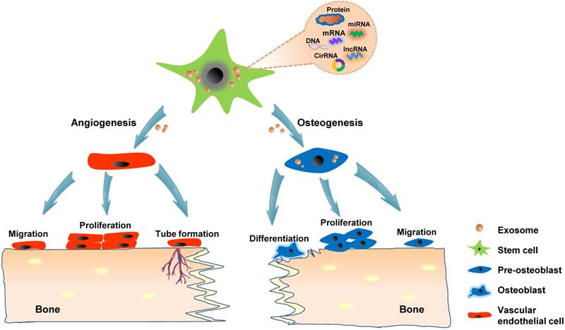 Theranostics Image