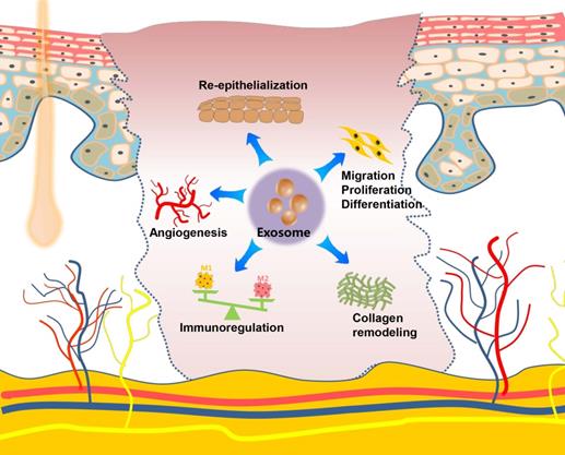 Theranostics Image