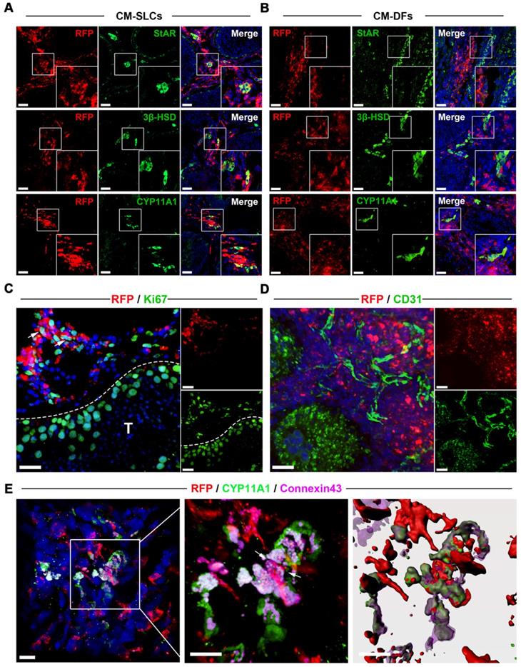 Theranostics Image