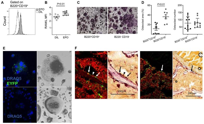 Theranostics Image