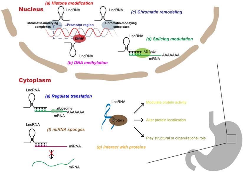 Theranostics Image