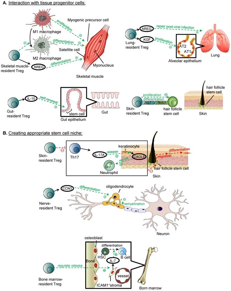 Theranostics Image