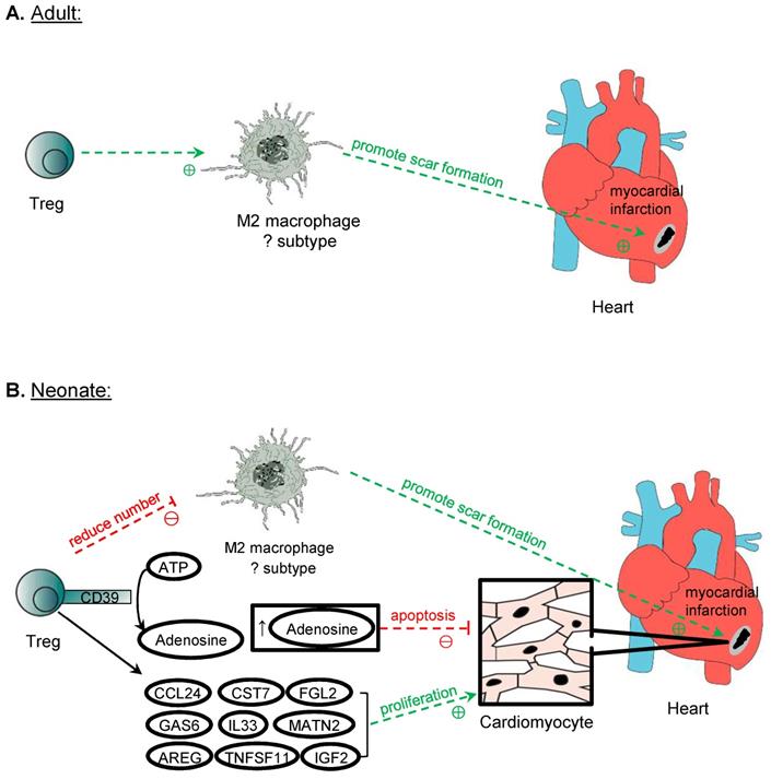 Theranostics Image