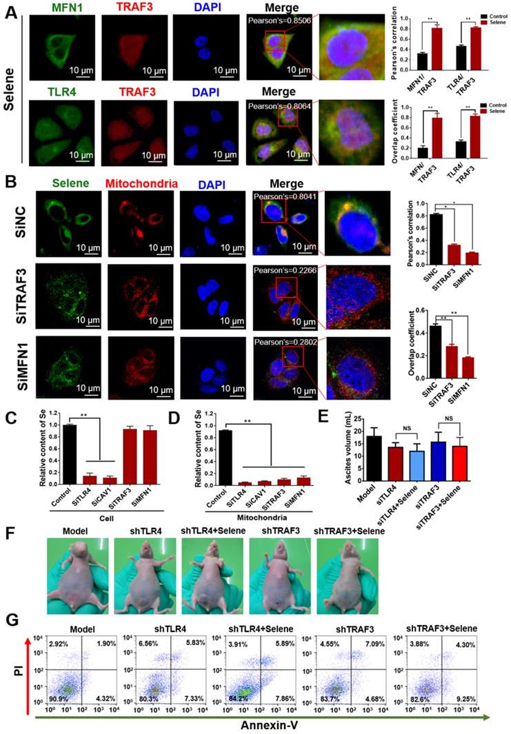 Theranostics Image